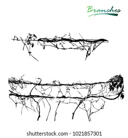 Wild grapes. Old branches on supports. Curling plant. Plants silhouette.Detailed vector illustration.