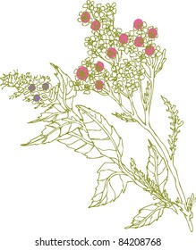wild grass 1
