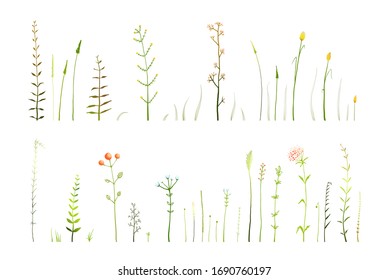 hierba silvestre y hierbas medicinales secas y colección dibujada a mano, objetos de herbario aislados a mano libre sobre blanco. Elegante colección vectorial de crecimiento de campo.