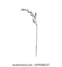 Wild grass sprig hand drawn in black and white. Line drawn vector plant. Meadow fescue