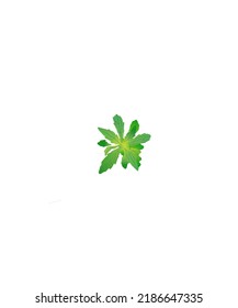 wild grass vector with green yellow and green blend