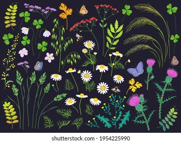 Wild grasses, herbs, wildflowers, cereals and insects isolated on black. Simple oats, thistle, chamomile, mat grass, summer meadow flowers, butterflies and bumblebee. Vector design elements set.