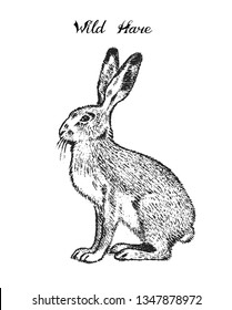 Wild Gray hare, forest animal. Vintage monochrome style. Mammal in Europe. Engraved hand drawn sketch for banner or label.