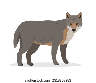 Wild gray Wolf animal icon isolated on white background. Canis lupus. Vector illustration.
