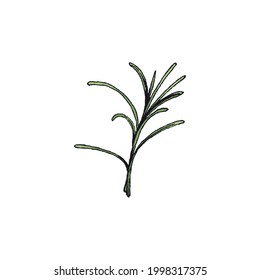 Wild green grass of desert. Bush of creeping plant, camel thorn or tumbleweed. Vector color hand drawn sketch illustration isolated on white