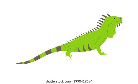 Wild green iguana lizard side view flat vector illustration isolated on white background. Reptile tropical iguana lizard of zoological wildlife animals world.