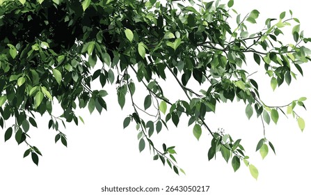 Wild green tree leaves, tree branches elements, green forest backdrop, outdoor nature scene, lush greenery, natural green foliage, forest leaves, green foliage background, fresh tree leaves.