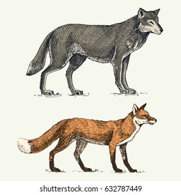 wild grey wolf and red fox engraved hand drawn in old sketch style, vintage animals