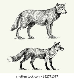 wild grey wolf and red fox engraved hand drawn in old sketch style, vintage animals