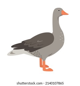 Wild Greylag Goose isolated on white background. Domestic Bird icon. Vector flat or cartoon illustration for nature or farm design.