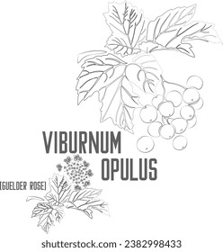 Wild guelder rose, European Cranberry, Snowball Tree vector contour. Viburnum opulus tree outline. Set of Viburnum fruits in Line for pharmaceuticals and coocking. Contour drawing of medicinal herbs