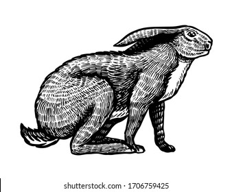 Wild hare or brown rabbit sits. European Bunny or cowardly coney. Hand drawn engraved old animal sketch for T-shirt, tattoo or label or poster. Vector illustration.