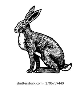 Wild hare or brown rabbit sits. European Bunny or cowardly coney. Hand drawn engraved old animal sketch for T-shirt, tattoo or label or poster. Vector illustration.