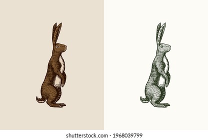 Wild hare or brown rabbit stands on its hind legs. European Bunny or cowardly coney. Hand drawn engraved old animal sketch for T-shirt, tattoo or label or poster. Vector illustration.