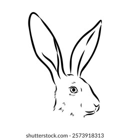 Wild Hare, Hand-Drawn Vector, Graphic Style, Abyssinian hare, vector sketch