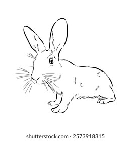 Wild Hare, Hand-Drawn Vector, Graphic Style, Abyssinian hare, vector sketch