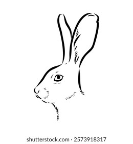 Wild Hare, Hand-Drawn Vector, Graphic Style, Abyssinian hare, vector sketch