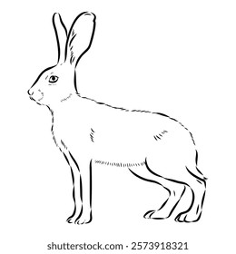 Wild Hare, Hand-Drawn Vector, Graphic Style, Abyssinian hare, vector sketch