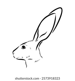 Wild Hare, Hand-Drawn Vector, Graphic Style, Abyssinian hare, vector sketch