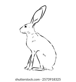 Wild Hare, Hand-Drawn Vector, Graphic Style, Abyssinian hare, vector sketch