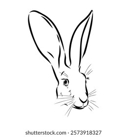 Wild Hare, Hand-Drawn Vector, Graphic Style, Abyssinian hare, vector sketch