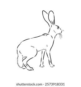 Wild Hare, Hand-Drawn Vector, Graphic Style, Abyssinian hare, vector sketch