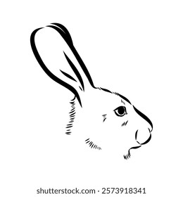 Wild Hare, Hand-Drawn Vector, Graphic Style, Abyssinian hare, vector sketch