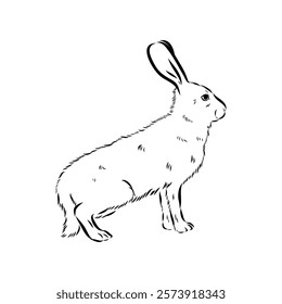 Wild Hare, Hand-Drawn Vector, Graphic Style, Abyssinian hare, vector sketch