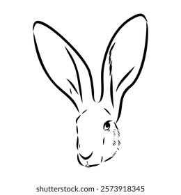 Wild Hare, Hand-Drawn Vector, Graphic Style, Abyssinian hare, vector sketch