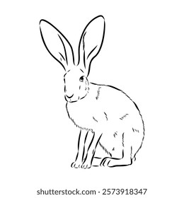 Wild Hare, Hand-Drawn Vector, Graphic Style, Abyssinian hare, vector sketch