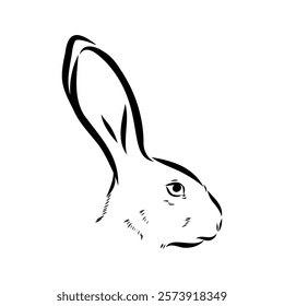 Wild Hare, Hand-Drawn Vector, Graphic Style, Abyssinian hare, vector sketch