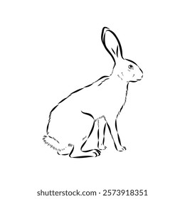 Wild Hare, Hand-Drawn Vector, Graphic Style, Abyssinian hare, vector sketch