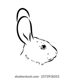 Wild Hare, Hand-Drawn Vector, Graphic Style, Abyssinian hare, vector sketch