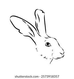 Wild Hare, Hand-Drawn Vector, Graphic Style, Abyssinian hare, vector sketch