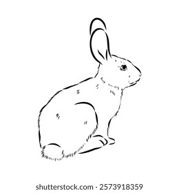 Wild Hare, Hand-Drawn Vector, Graphic Style, Abyssinian hare, vector sketch