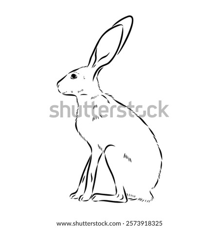 Wild Hare, Hand-Drawn Vector, Graphic Style, Abyssinian hare, vector sketch