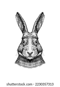 Wild hare or rabbit. Cute Bunny or coney. Hand drawn engraved old sketch for T-shirt, tattoo or label or poster. Animal is running. Vector illustration.