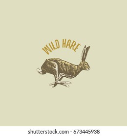 wild hare or rabbit engraved hand drawn in old sketch style, vintage animals. logo or emblems, retro label and badge.
