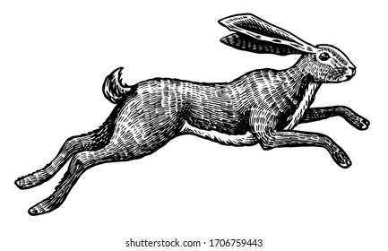 Wild hare or rabbit is jumping. Cute Bunny or coney runs away. Hand drawn engraved old sketch for T-shirt, tattoo or label or poster. Animal is running. Vector illustration.