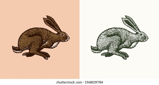 Wild hare or rabbit is jumping. Cute Bunny or coney runs away. Hand drawn engraved old sketch for T-shirt, tattoo or label or poster. Animal is running. Vector illustration.