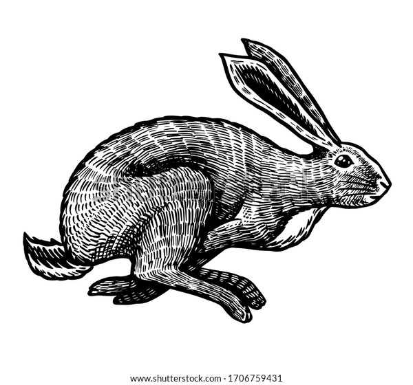 野うさぎかウサギが飛び上がっている 可愛い バニーかコニーが逃げる Tシャツ タトゥー ラベル ポスター用の手描きの古いスケッチ 動物が走っている ベクターイラスト のベクター画像素材 ロイヤリティフリー