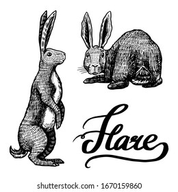 Wild hares. Rabbits sits and stands on its paws. Forest bunny or coney. Hand drawn engraved old sketch for T-shirt, tattoo or label or poster. Vector illustration.