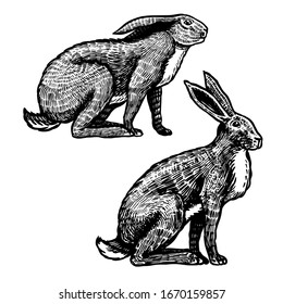 Wild hares. Rabbits are sitting. Forest bunny or coney. Hand drawn engraved old sketch for T-shirt, tattoo or label or poster. Vector illustration.