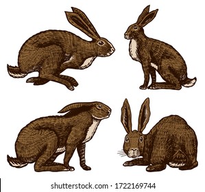 Wild hares. Rabbits are sitting and jumping. Forest bunny or coney. Hand drawn engraved old sketch for T-shirt, tattoo or label or poster. Vector illustration.