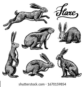 Wild hares set. Rabbits are sitting and jumping. Forest bunny or coney Collection. Hand drawn engraved old sketch for T-shirt, tattoo or label or poster. Vector illustration.