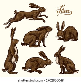 Wild hares set. Rabbits are sitting and jumping. Forest bunny or coney Collection. Hand drawn engraved old sketch for T-shirt, tattoo or label or poster. Vector illustration.