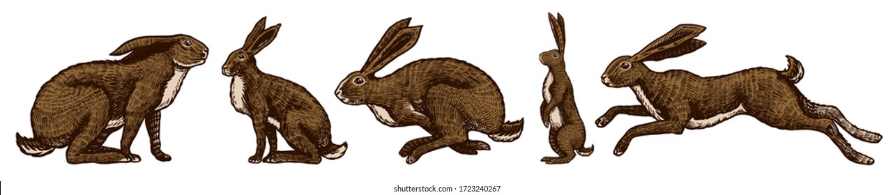 Wild hares set. Rabbits are sitting and jumping. Forest bunny or coney Collection. Hand drawn engraved old sketch for T-shirt, tattoo or label or poster. Vector illustration.