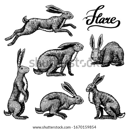 Wild hares set. Rabbits are sitting and jumping. Forest bunny or coney Collection. Hand drawn engraved old sketch for T-shirt, tattoo or label or poster. Vector illustration.