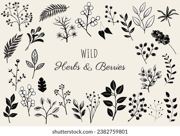 Wild herbs and berries, floral elements set. Monochrome botanical illustration. Hand drawn isolated plants.
