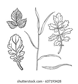Wild herbs collection/ Hand drawn field plants in sketchy style/ Vector illustration in black and white